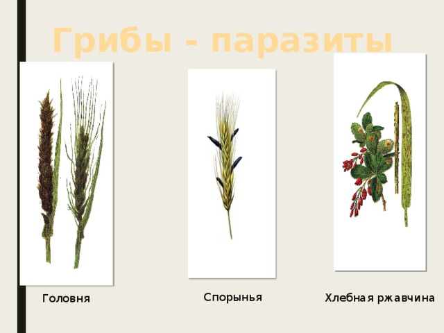 Грибы - паразиты Спорынья Хлебная ржавчина Головня 