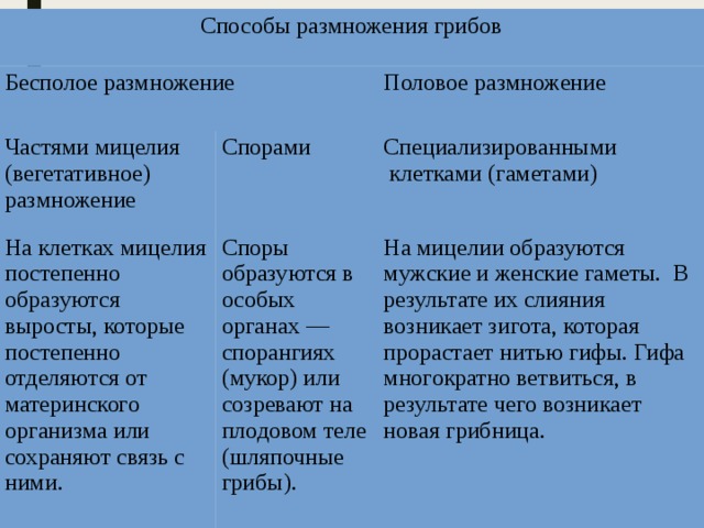 Способы размножения грибов Бесполое размножение Частями мицелия (вегетативное) размножение Половое размножение Спорами На клетках мицелия постепенно образуются выросты, которые постепенно отделяются от материнского организма или сохраняют связь с ними. Специализированными Споры образуются в особых органах — спорангиях (мукор) или созревают на плодовом теле (шляпочные грибы).  клетками (гаметами) На мицелии образуются мужские и женские гаметы. В результате их слияния возникает зигота, которая прорастает нитью гифы. Гифа многократно ветвиться, в результате чего возникает новая грибница. 