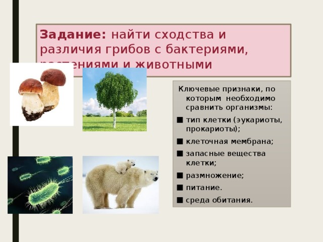 Задание: найти сходства и различия грибов с бактериями, растениями и животными  Ключевые признаки, по которым необходимо сравнить организмы: тип клетки (эукариоты, прокариоты); клеточная мембрана; запасные вещества клетки; размножение; питание. среда обитания. 