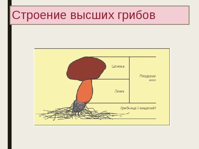 Строение высших грибов 