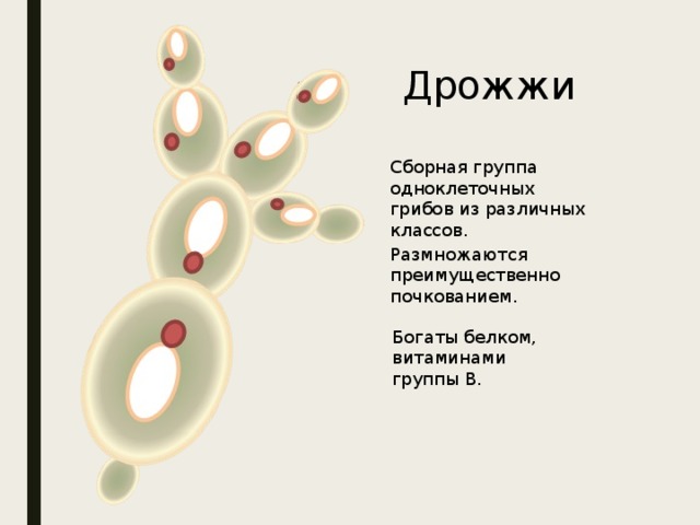 Дрожжи Сборная группа одноклеточных грибов из различных классов. Размножаются преимущественно почкованием. Богаты белком, витаминами группы В. 