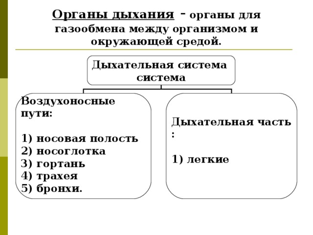 Органы дыхания - органы для газообмена между организмом и окружающей средой. Дыхательная система система Дыхательная часть :  1) легкие  Воздухоносные пути:  1) носовая полость  2) носоглотка  3) гортань  4) трахея  5) бронхи.