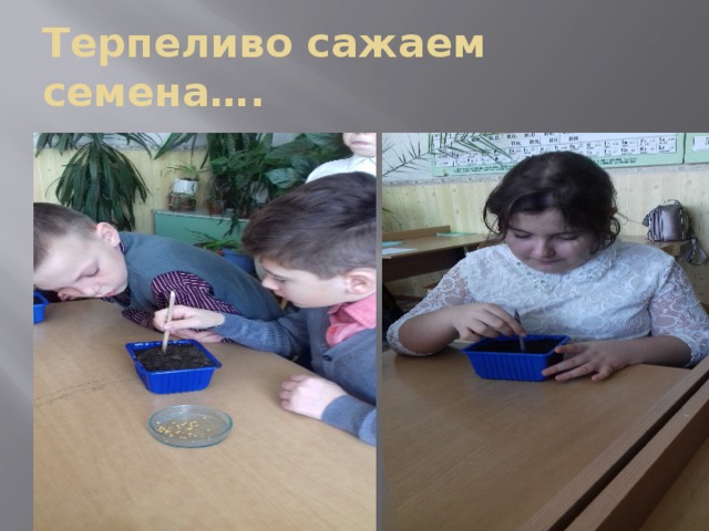 Терпеливо сажаем семена…. 