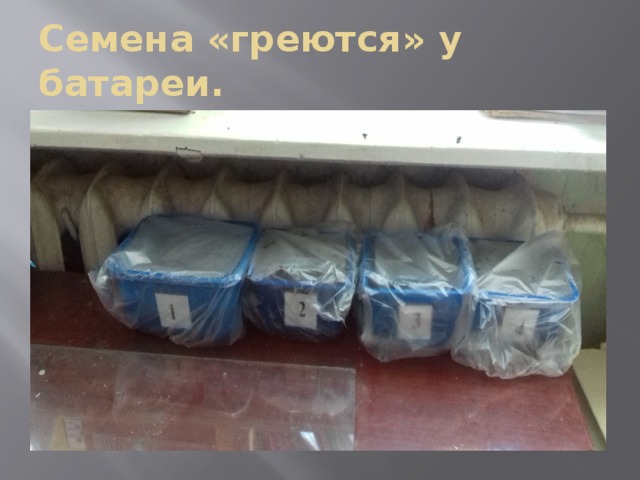 Семена «греются» у батареи. 