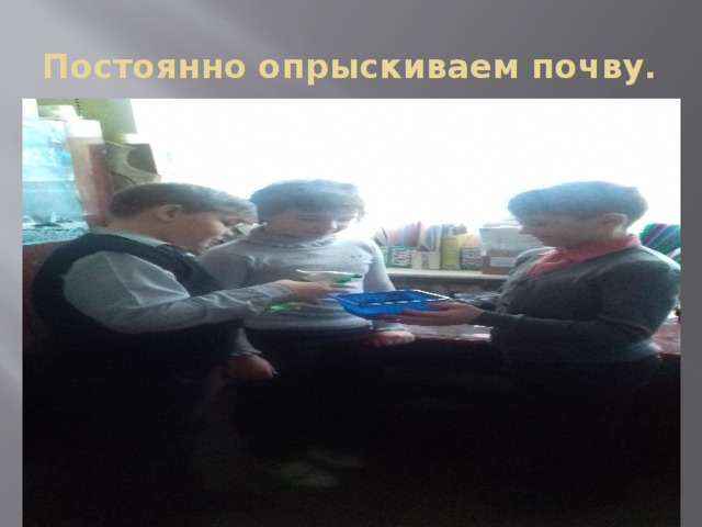 Постоянно опрыскиваем почву. 