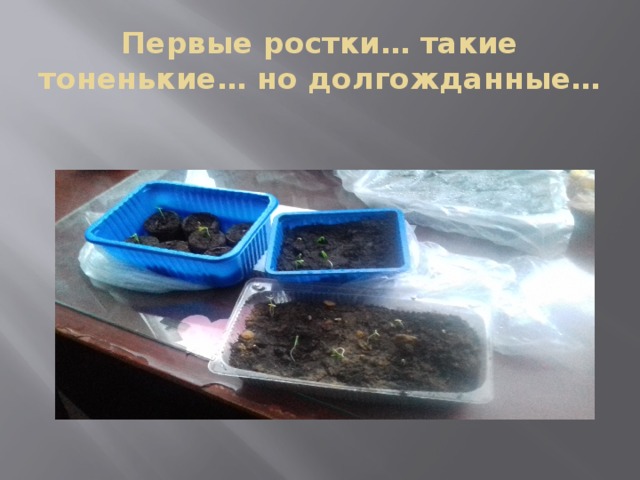 Первые ростки… такие тоненькие… но долгожданные… 