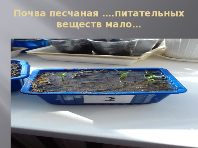Почва песчаная ….питательных веществ мало… 