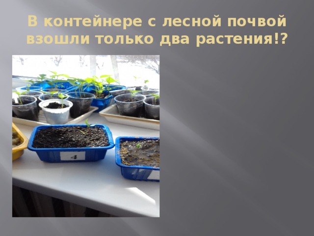 В контейнере с лесной почвой взошли только два растения!? 