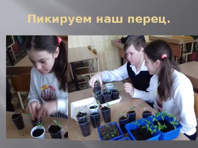 Пикируем наш перец. 