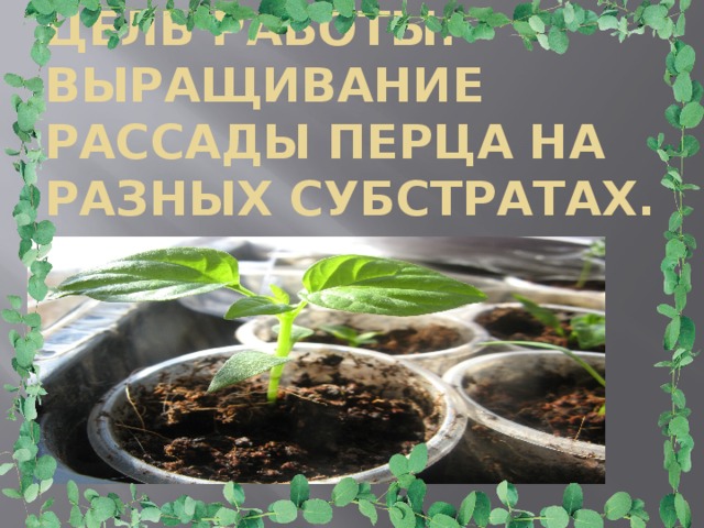 Цель работы: Выращивание рассады перца на разных субстратах.   