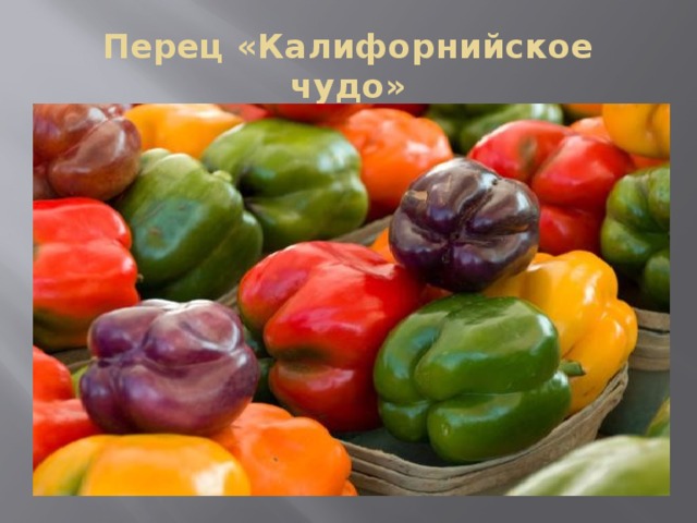 Перец «Калифорнийское чудо»  