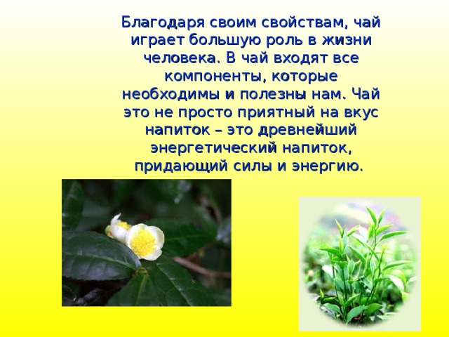 Благодаря своим свойствам, чай играет большую роль в жизни человека. В чай входят все компоненты, которые необходимы и полезны нам. Чай это не просто приятный на вкус напиток – это древнейший энергетический напиток, придающий силы и энергию. 