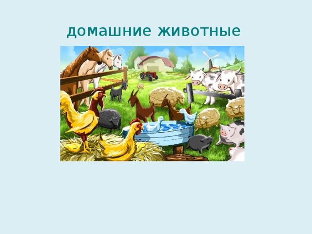  домашние животные 