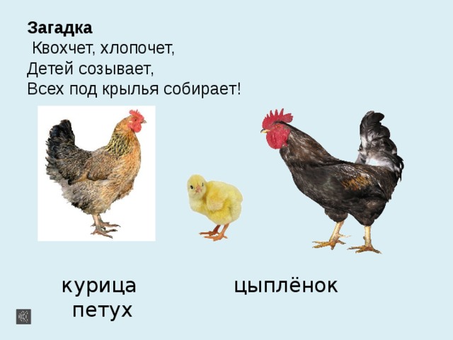 Загадка   Квохчет, хлопочет,  Детей созывает,  Всех под крылья собирает!     курица цыплёнок петух  