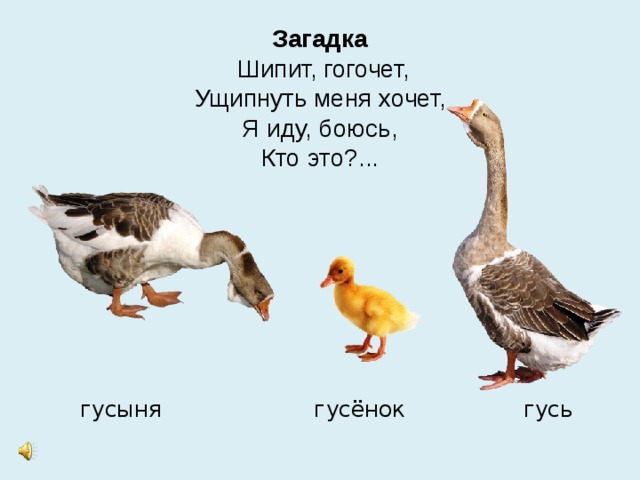 Загадка  Шипит, гогочет,  Ущипнуть меня хочет,  Я иду, боюсь,  Кто это?...  гусыня гусёнок гусь 