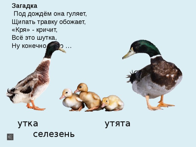 Загадка  Под дождём она гуляет,  Щипать травку обожает,  «Кря» - кричит,  Всё это шутка,  Ну конечно – это …  утка утята селезень 