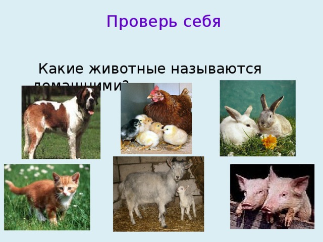  Проверь себя  Какие животные называются домашними? 