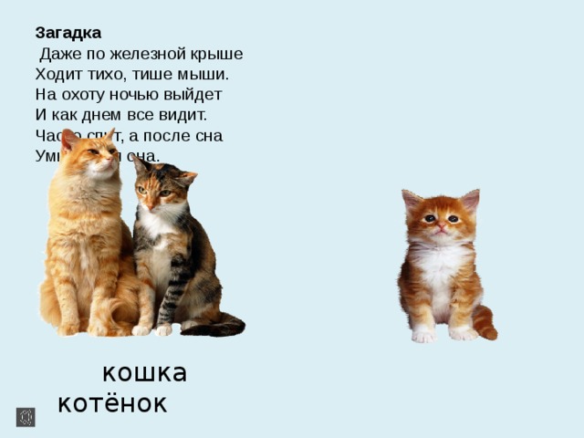 Загадка   Даже по железной крыше  Ходит тихо, тише мыши.  На охоту ночью выйдет  И как днем все видит.  Часто спит, а после сна  Умывается она.  кошка котёнок 
