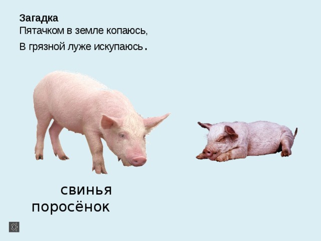 Загадка  Пятачком в земле копаюсь,  В грязной луже искупаюсь .  свинья поросёнок 