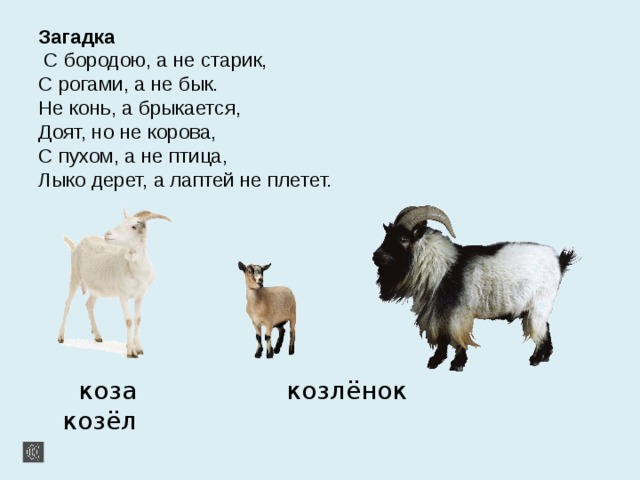 Загадка  С бородою, а не старик,  С рогами, а не бык.  Не конь, а брыкается,  Доят, но не корова,  С пухом, а не птица,  Лыко дерет, а лаптей не плетет.  коза козлёнок козёл 
