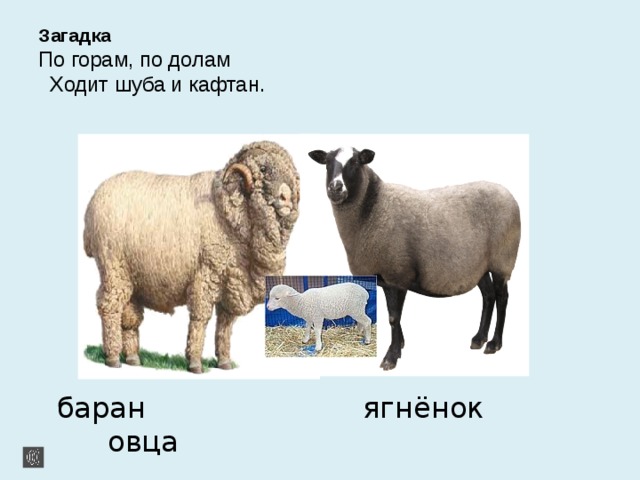 Загадка  По горам, по долам  Ходит шуба и кафтан.  баран ягнёнок овца 
