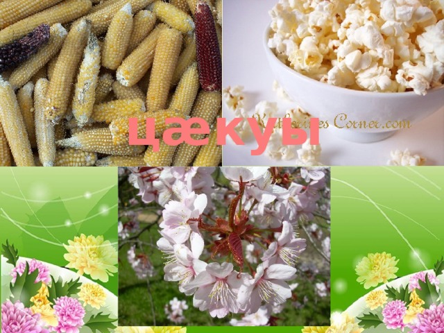 цæкуы 