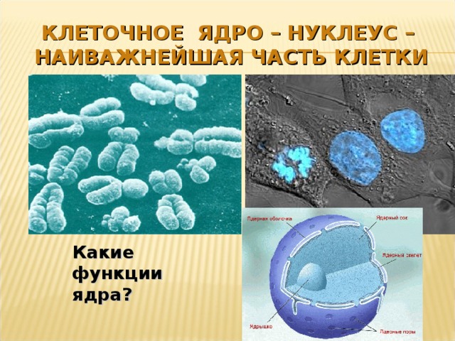 КЛЕТОЧНОЕ ЯДРО – НУКЛЕУС –  НАИВАЖНЕЙШАЯ ЧАСТЬ КЛЕТКИ Какие функции ядра? 