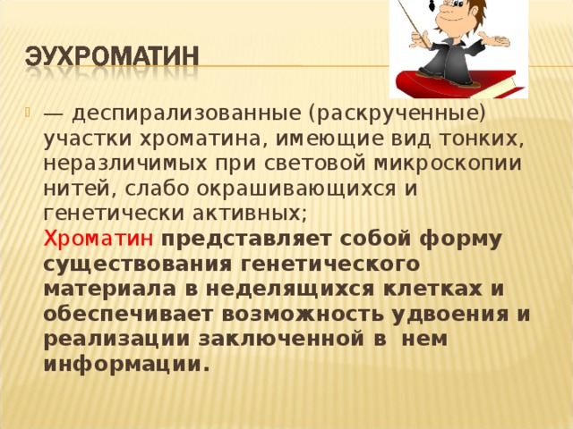 — деспирализованные (раскрученные) участки хроматина, имеющие вид тонких, неразличимых при световой микроскопии нитей, слабо окрашивающихся и генетически активных;   Хроматин  представляет собой форму существования генетического материала в неделящихся клетках и обеспечивает возможность удвоения и реализации заключенной в  нем информации.  