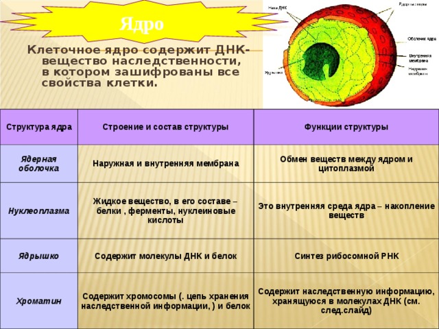 Ядро Клеточное ядро содержит ДНК- вещество наследственности, в котором зашифрованы все свойства клетки. Структура ядра Строение и состав структуры Ядерная оболочка Функции структуры Наружная и внутренняя мембрана Нуклеоплазма Жидкое вещество, в его составе – белки , ферменты, нуклеиновые кислоты Обмен веществ между ядром и цитоплазмой Ядрышко Это внутренняя среда ядра – накопление веществ Содержит молекулы ДНК и белок Хроматин Содержит хромосомы (. цепь хранения наследственной информации, ) и белок Синтез рибосомной РНК Содержит наследственную информацию, хранящуюся в молекулах ДНК (см. след.слайд) 