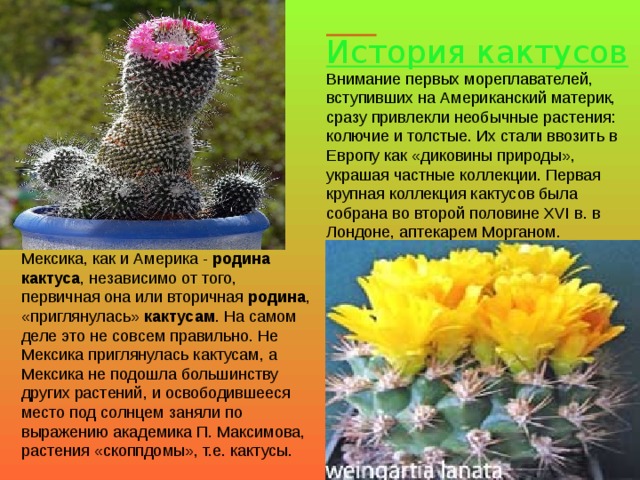  История кактусов    Внимание первых мореплавателей, вступивших на Американский материк, сразу привлекли необычные растения: колючие и толстые. Их стали ввозить в Европу как «диковины природы», украшая частные коллекции. Первая крупная коллекция кактусов была собрана во второй половине XVI в. в Лондоне, аптекарем Морганом. Мексика, как и Америка - родина кактуса , независимо от того, первичная она или вторичная родина , «приглянулась» кактусам . На самом деле это не совсем правильно. Не Мексика приглянулась кактусам, а Мексика не подошла большинству других растений, и освободившееся место под солнцем заняли по выражению академика П. Максимова, растения «скоппдомы», т.е. кактусы. 