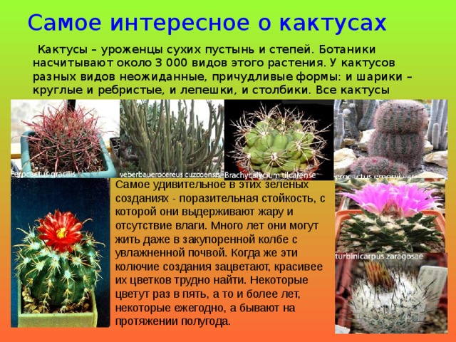Самое интересное о кактусах  Кактусы – уроженцы сухих пустынь и степей. Ботаники насчитывают около 3 000 видов этого растения. У кактусов разных видов неожиданные, причудливые формы: и шарики – круглые и ребристые, и лепешки, и столбики. Все кактусы покрыты колючками различного цвета и размера.    Самое удивительное в этих зеленых созданиях - поразительная стойкость, с которой они выдерживают жару и отсутствие влаги. Много лет они могут жить даже в закупоренной колбе с увлажненной почвой. Когда же эти колючие создания зацветают, красивее их цветков трудно найти. Некоторые цветут раз в пять, а то и более лет, некоторые ежегодно, а бывают на протяжении полугода. 