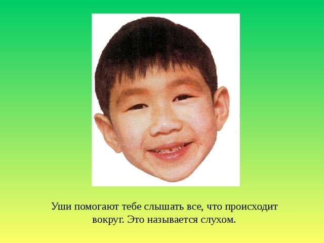 Уши помогают тебе слышать все, что происходит вокруг. Это называется слухом. 