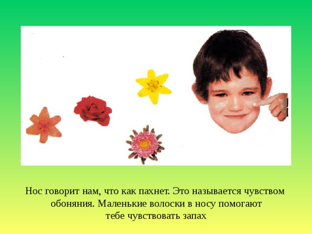 Нос говорит нам, что как пахнет. Это называется чувством обоняния. Маленькие волоски в носу помогают тебе чувствовать запах 