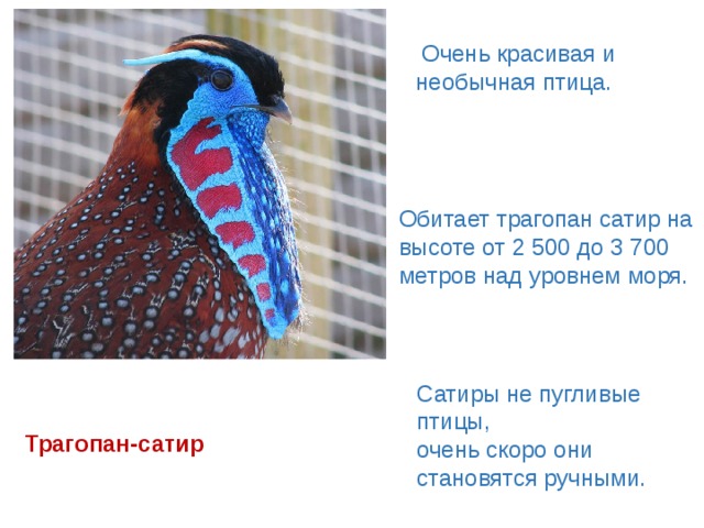   Очень красивая и необычная птица. Обитает трагопан сатир на высоте от 2 500 до 3 700 метров над уровнем моря. Сатиры не пугливые птицы, очень скоро они становятся ручными. Тра­го­пан-са­тир 