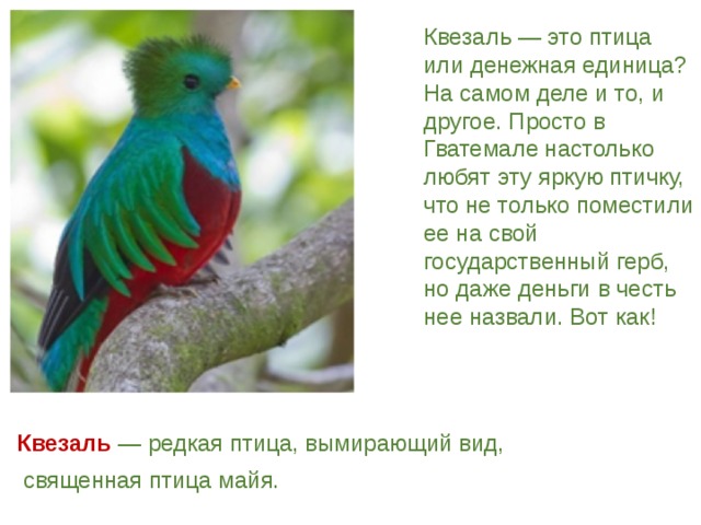 Квезаль — это птица или денежная единица? На самом деле и то, и другое. Просто в Гватемале настолько любят эту яркую птичку, что не только поместили ее на свой государственный герб, но даже деньги в честь нее назвали. Вот как! Квезаль  —  редкая птица, вымирающий вид,  священная птица майя. 