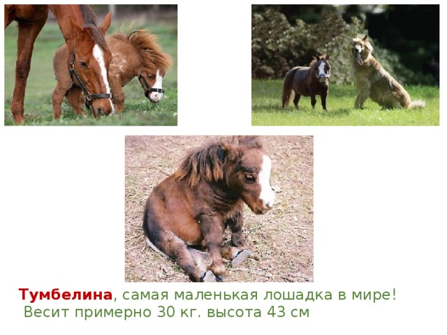 Тумбелина , самая маленькая лошадка в мире!  Весит примерно 30 кг. высота 43 см 
