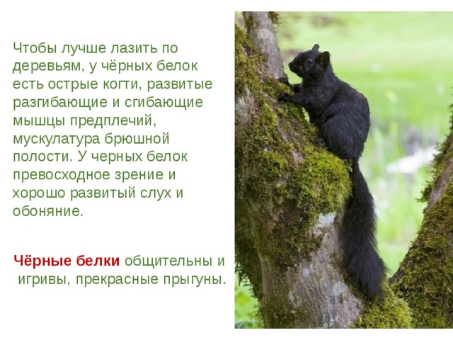 Чтобы лучше лазить по деревьям, у чёрных белок есть острые когти, развитые разгибающие и сгибающие мышцы предплечий, мускулатура брюшной полости. У черных белок превосходное зрение и хорошо развитый слух и обоняние. Чёрные белки общительны и  игривы, прекрасные прыгуны. , 