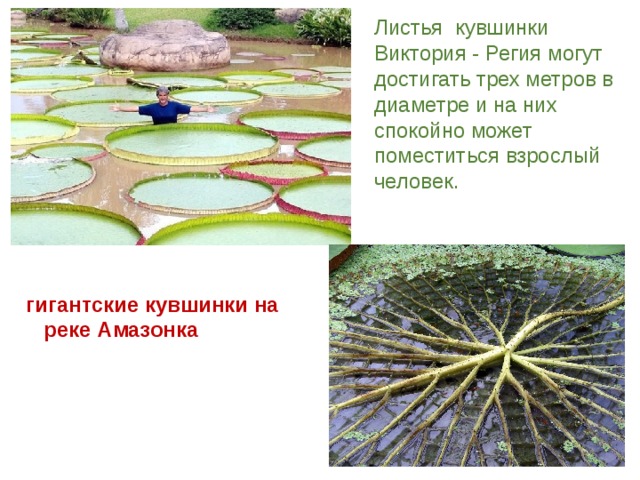 Листья кувшинки Виктория - Регия могут достигать трех метров в диаметре и на них спокойно может поместиться взрослый человек. гигантские кувшинки на  реке Амазонка 