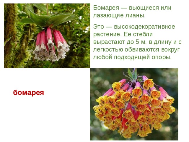 Бомарея — вьющиеся или лазающие лианы . Это — высокодекоративное растение. Ее стебли вырастают до 5 м. в длину и с легкостью обвиваются вокруг любой подходящей опоры.   бомарея 