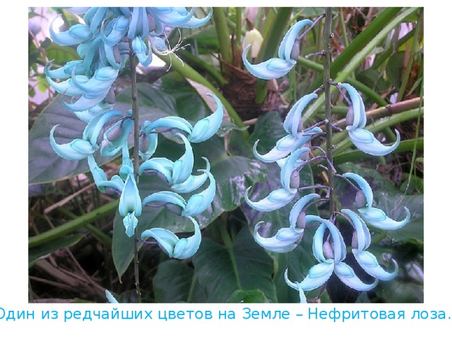 Один из редчайших цветов на Земле – Нефритовая лоза. 