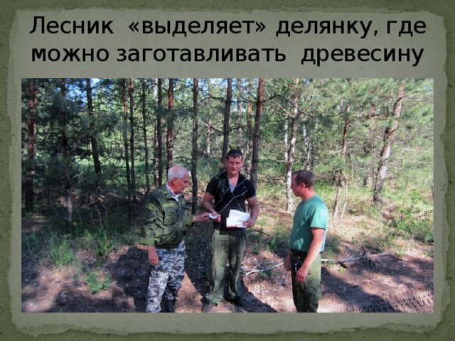 Лесник «выделяет» делянку, где можно заготавливать древесину 