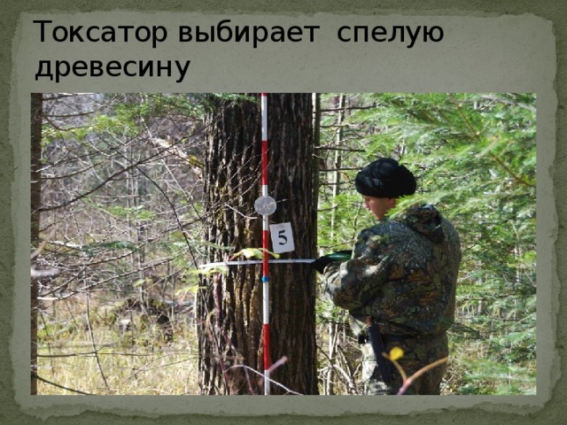 Токсатор выбирает спелую древесину 