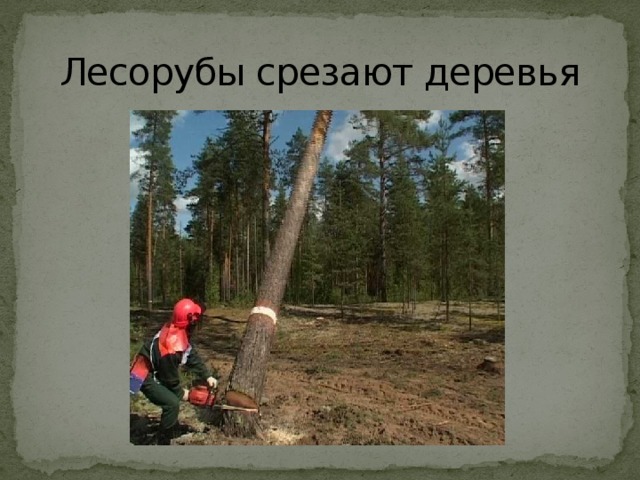 Лесорубы срезают деревья 
