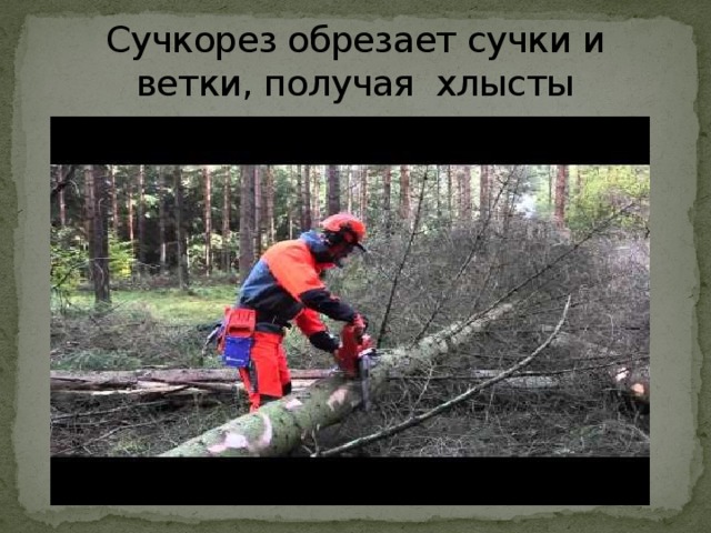 Сучкорез обрезает сучки и ветки, получая хлысты 