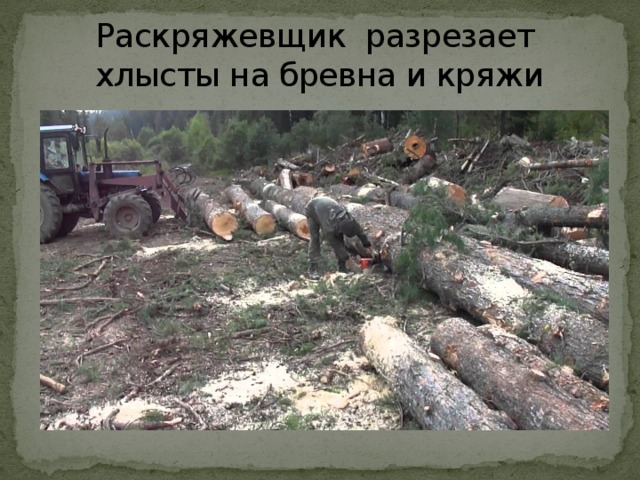 Раскряжевщик разрезает хлысты на бревна и кряжи 