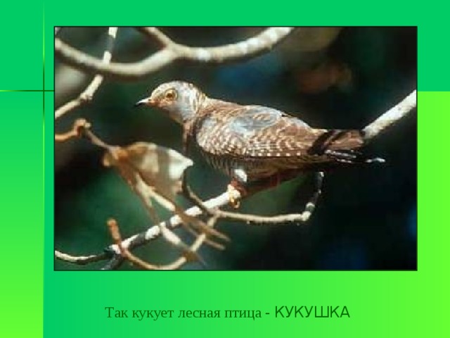 Так кукует лесная птица - КУКУШКА 