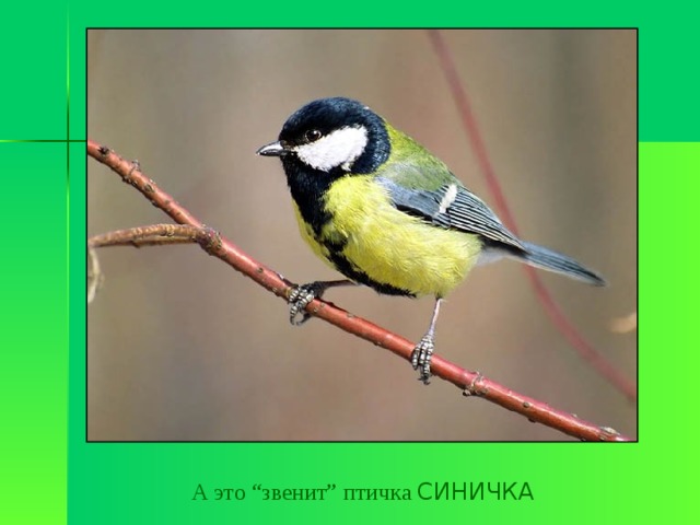 А это “звенит” птичка СИНИЧКА 