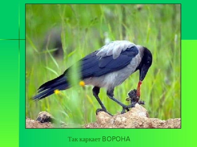 Так каркает ВОРОНА 