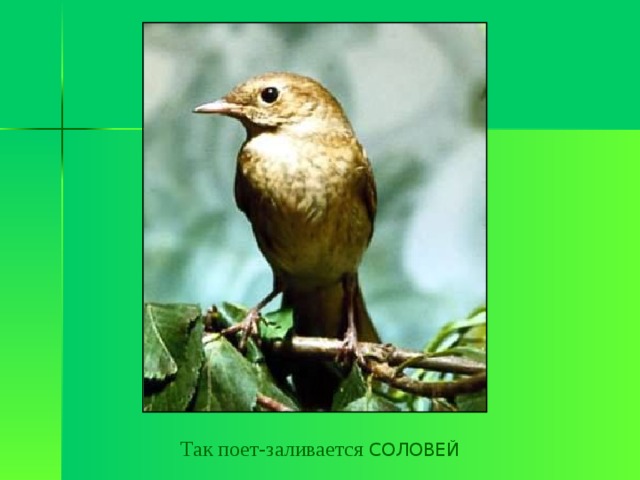 Так поет-заливается СОЛОВЕЙ 