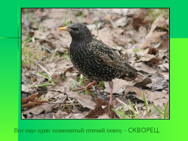 Вот еще один знаменитый птичий певец – СКВОРЕЦ . 